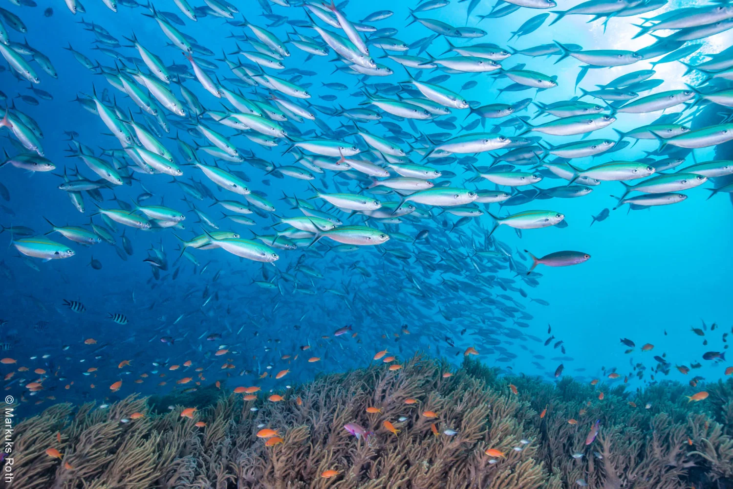 Fiji - Diving - Bligh Waters