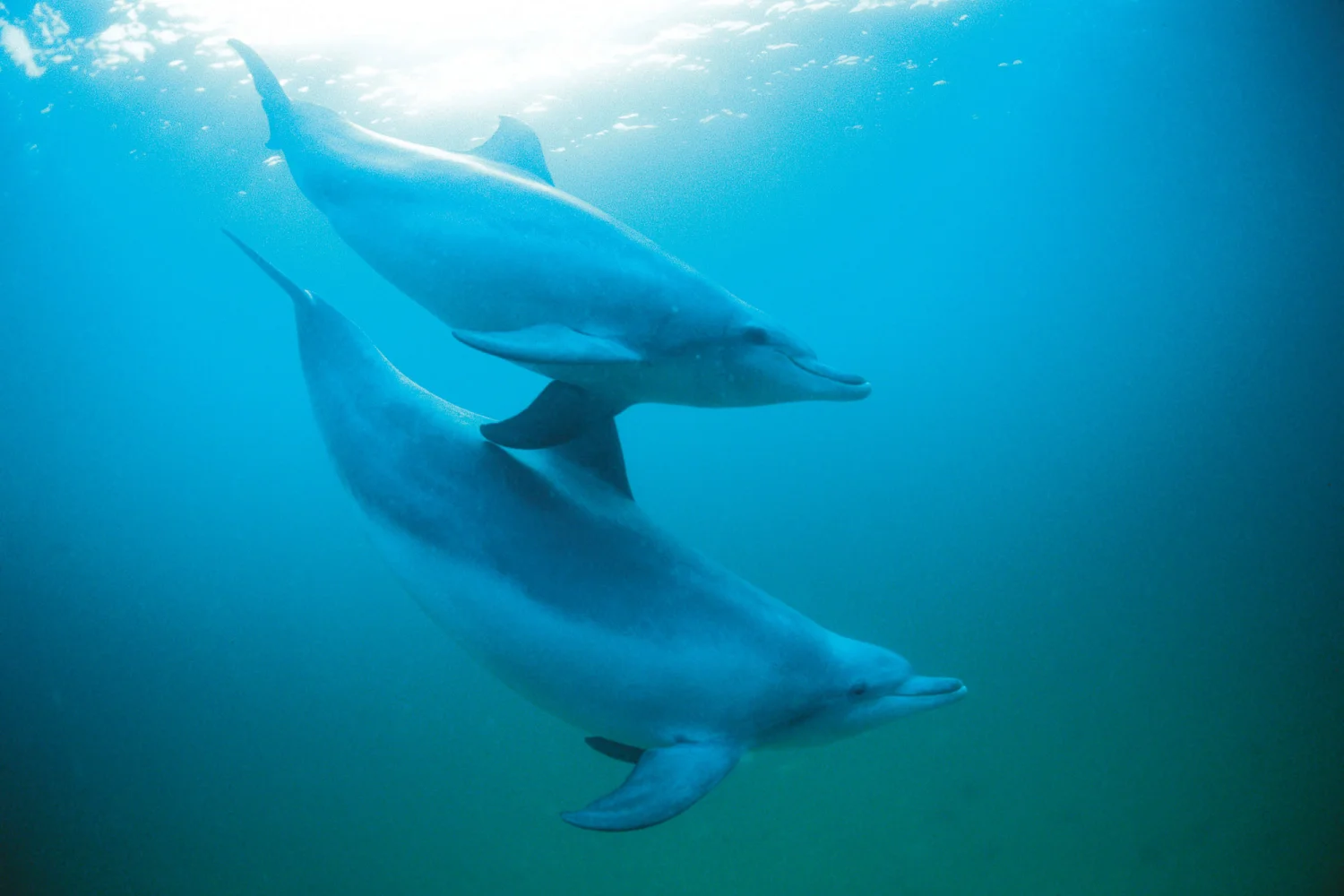 Dolphins Rockingham