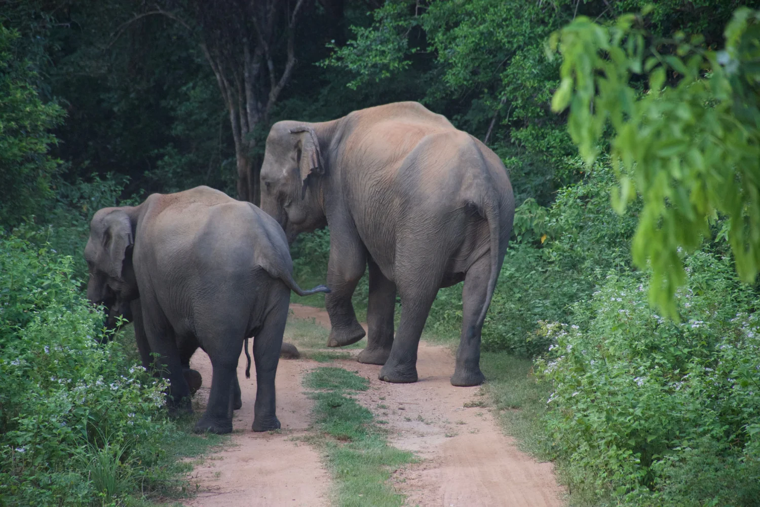 Sri Lanka - Elefanten - Wildlife - HG