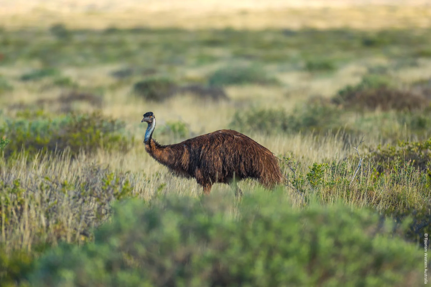 Emu in Cape Range NP - Ningaloo Marine Park
