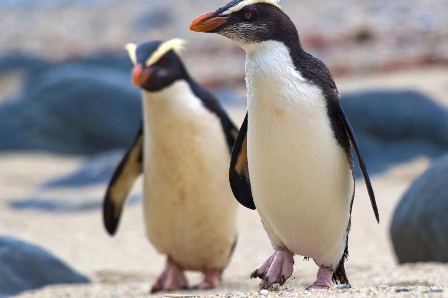 Fiordland Penguins - South Island - New Zealand