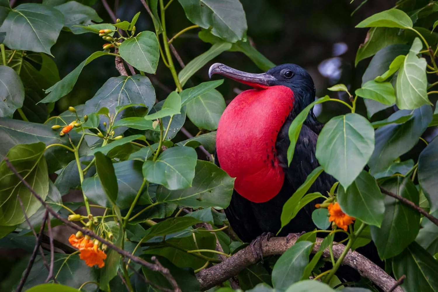 Christmas Island Birding-2