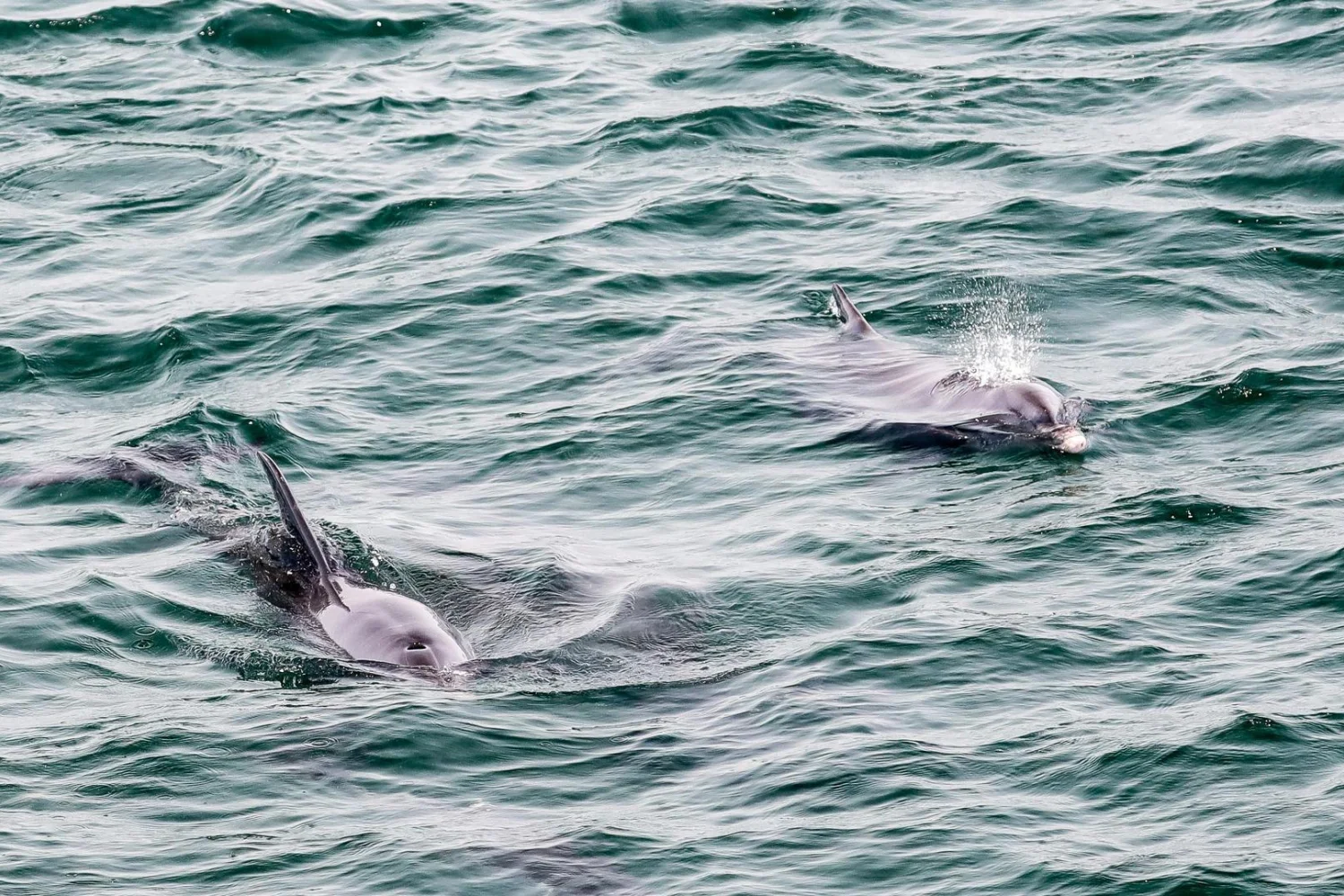 Great Southern - Port Stephens - Dolphins