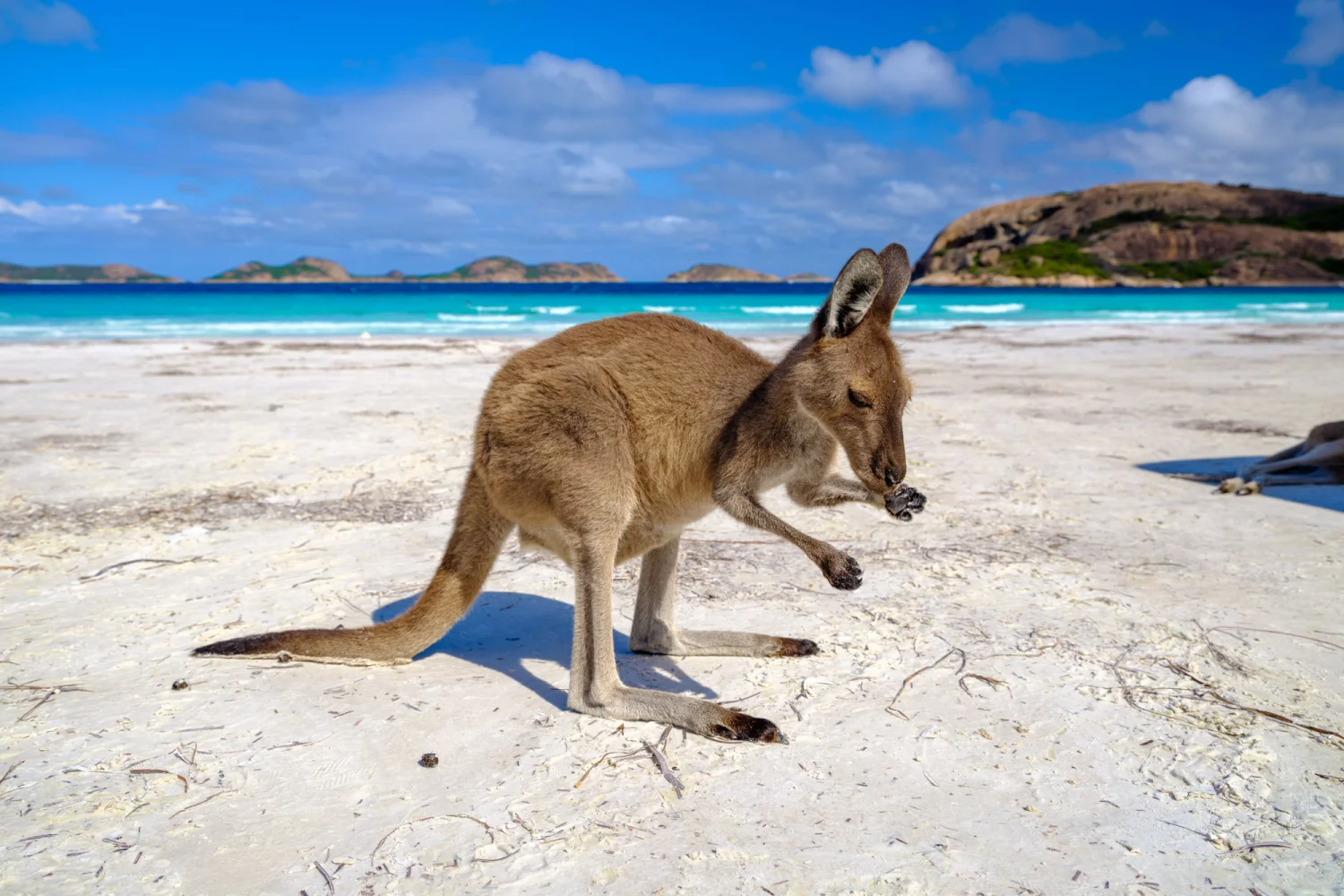 Kangaroo on beach - Western Australia - Great South West