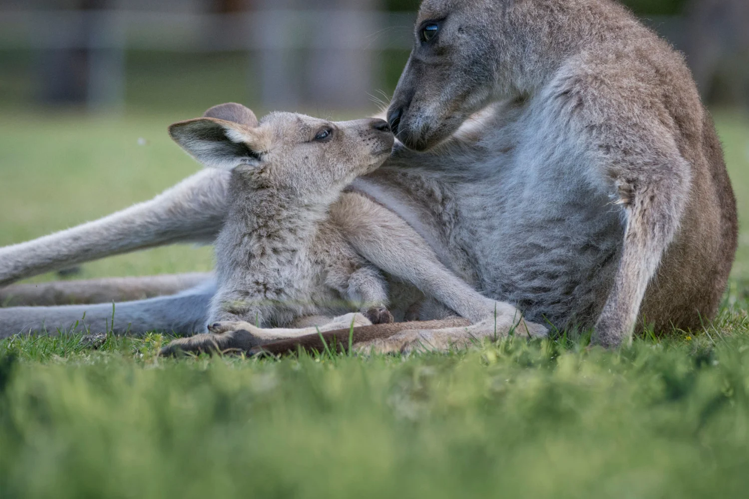 Grampians NP - Kangaroo with Joey - Victoria