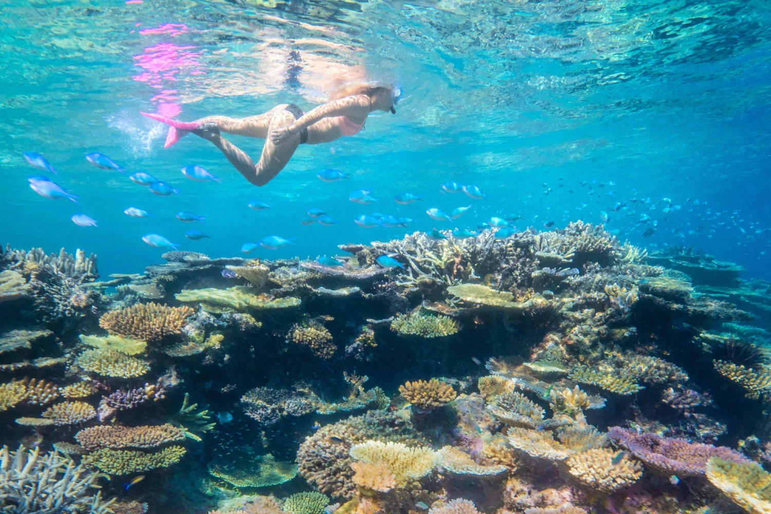 Orpheus Island - Great Barrier Reef - Underwater - TEQ
