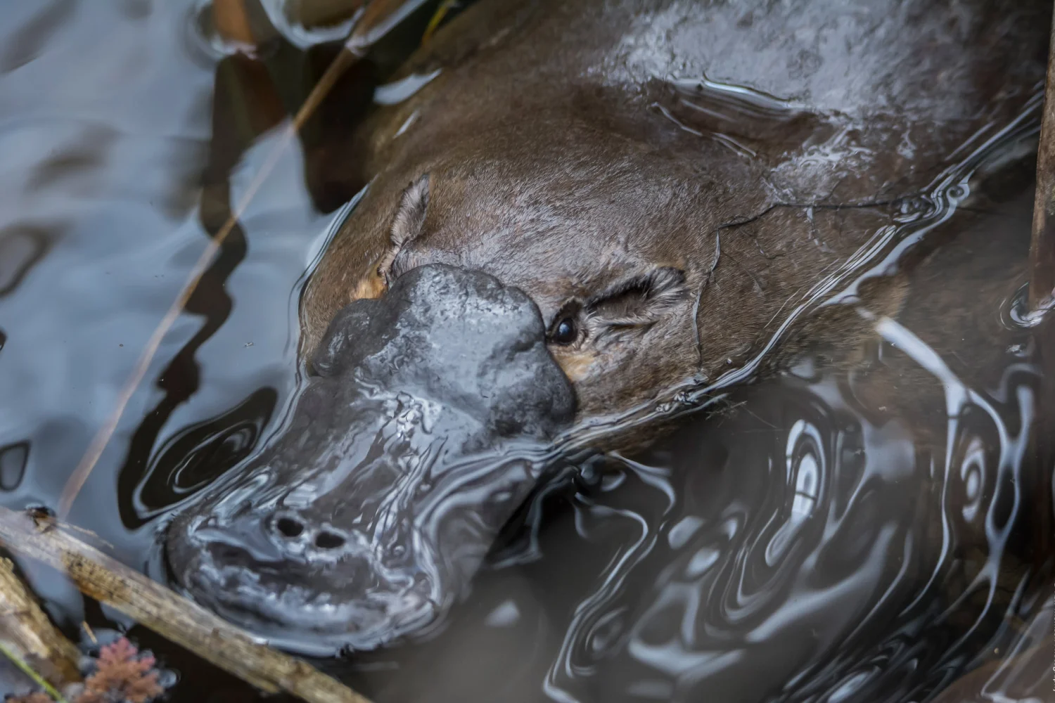 Platypus-Tasmanian Wildlife