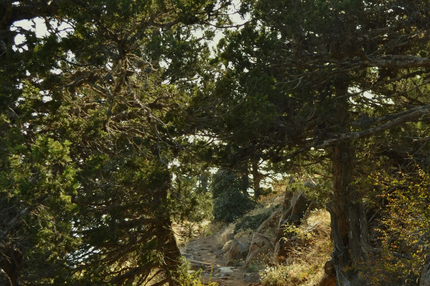 Trodos Gebirge Zypern