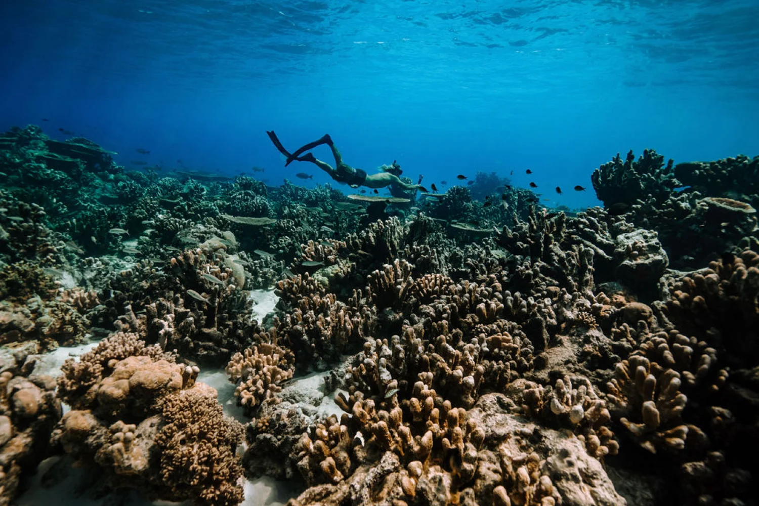 West Island - Cocos Keeling Islands - Snorkelling