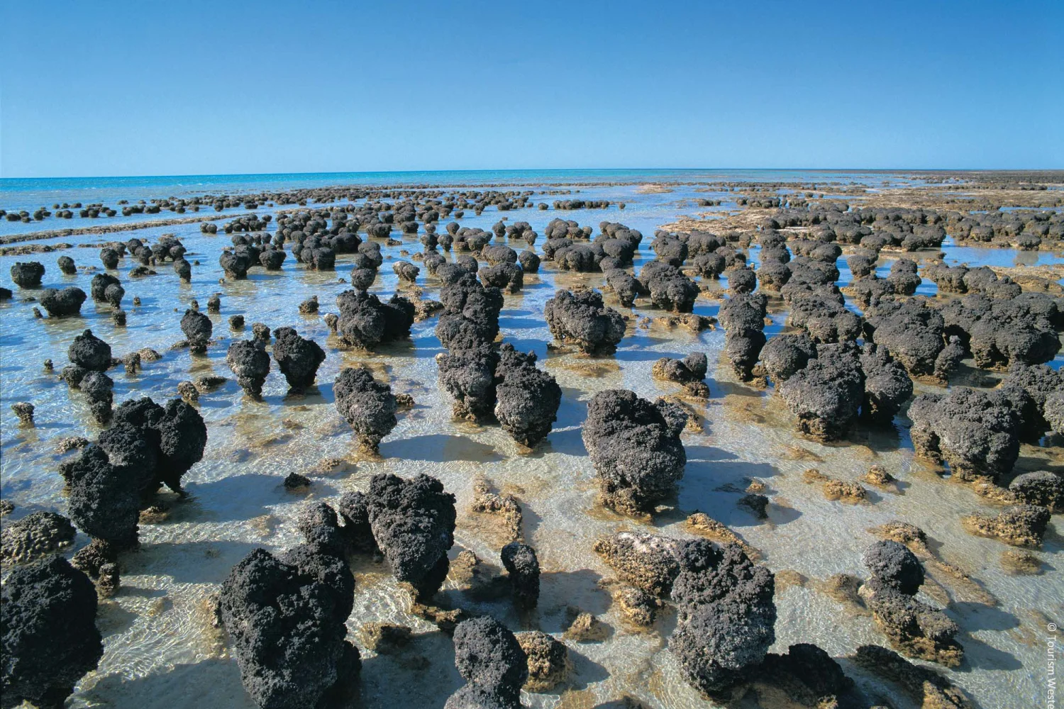 Stromatolites at Hemlin Pool - Shark Bay