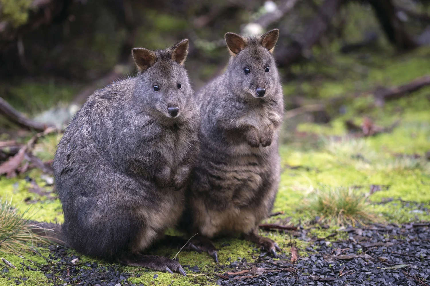 Vorschaubild Wildnis und Wildlife pur - Tasmanien
