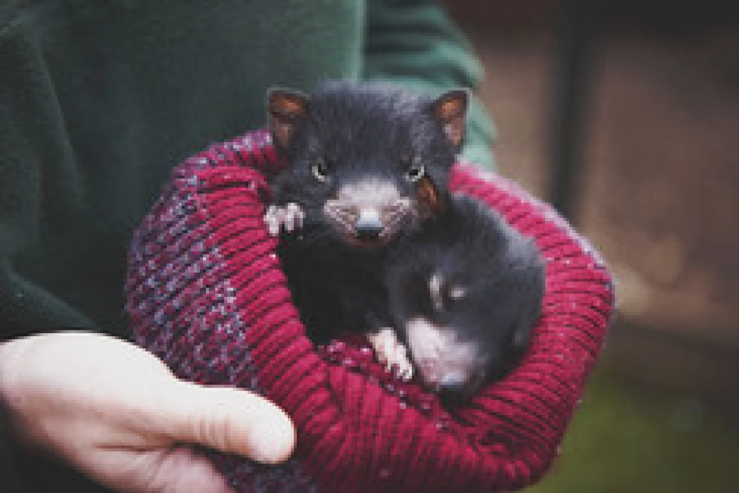 Tasmanien - Tasmanian Devil joeys © Lauren Bath.jpg