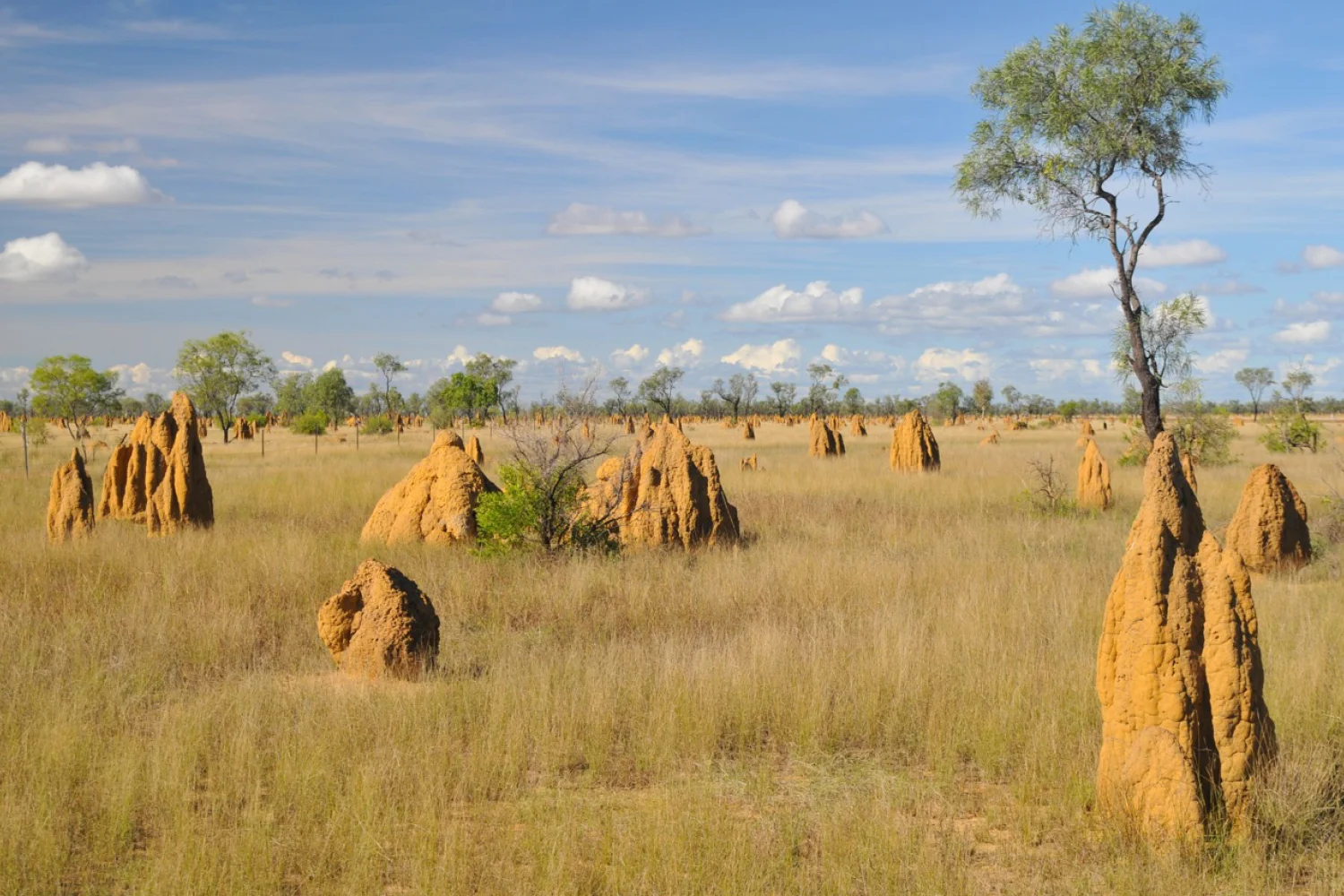 Kakadu Nationalpark - Termite - Northern Territory