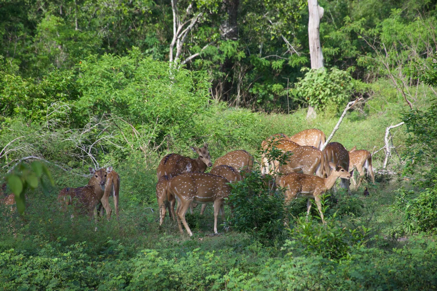 Sri Lanka - Tiere im Park - HG