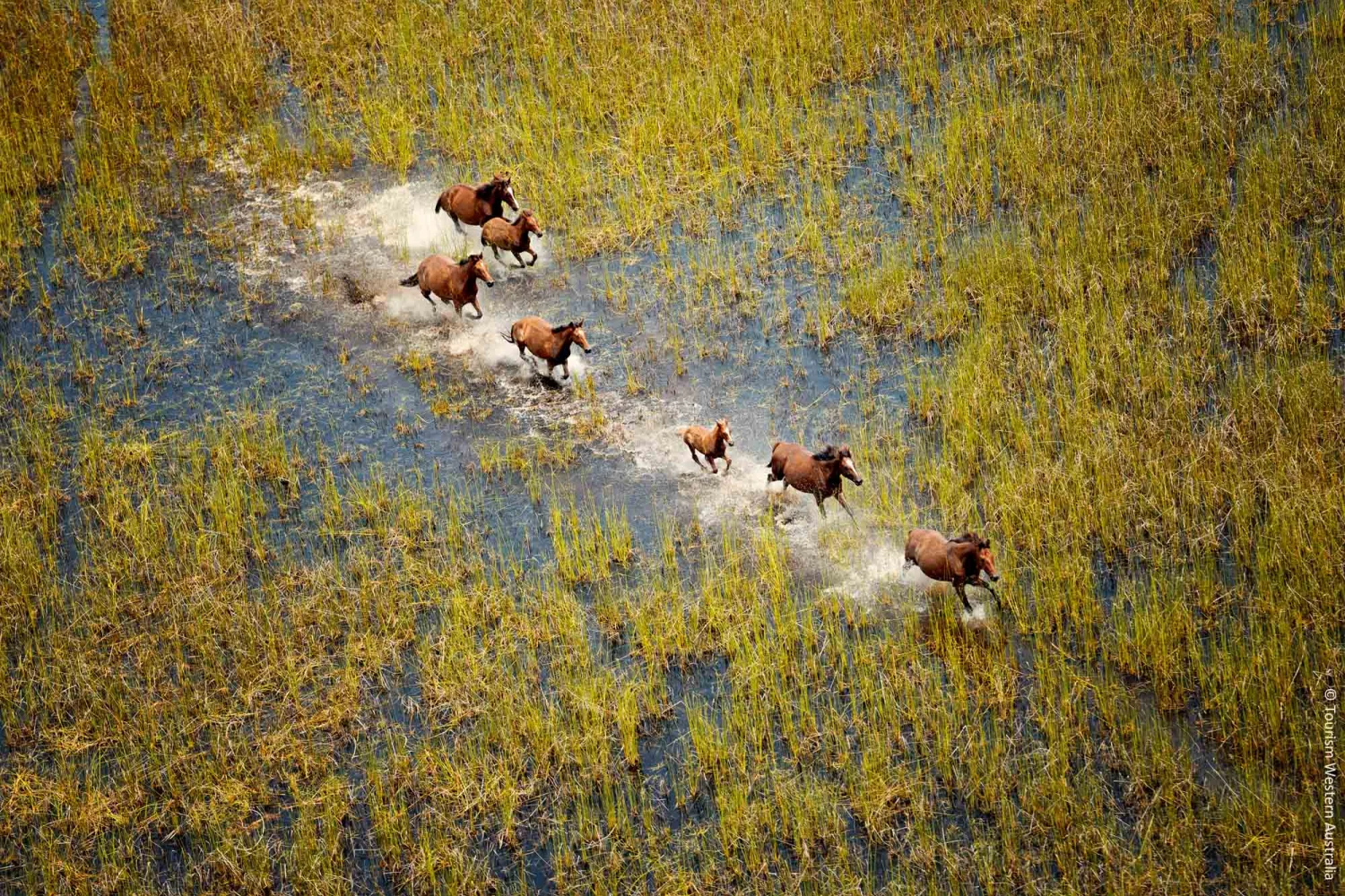 Wild horses near Willie Creek Pearl Farm - Broome - WA