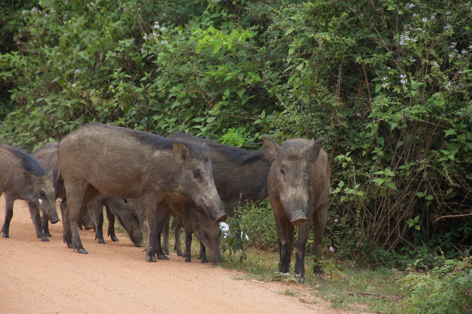 Sri Lanka - Wildschweine_1