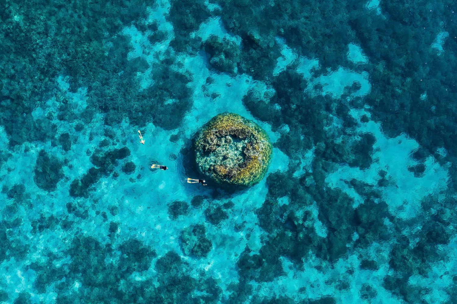 Wilson Island - Great Barrier Reef - Snorkel trip - TEQ