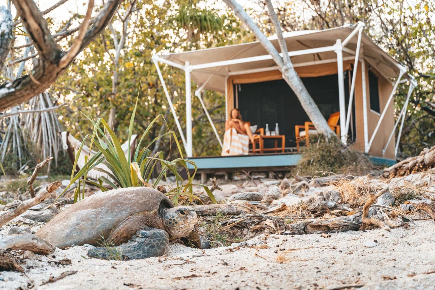 Wilson Island - Great Barrier Reef - turtle near tent - TEQ