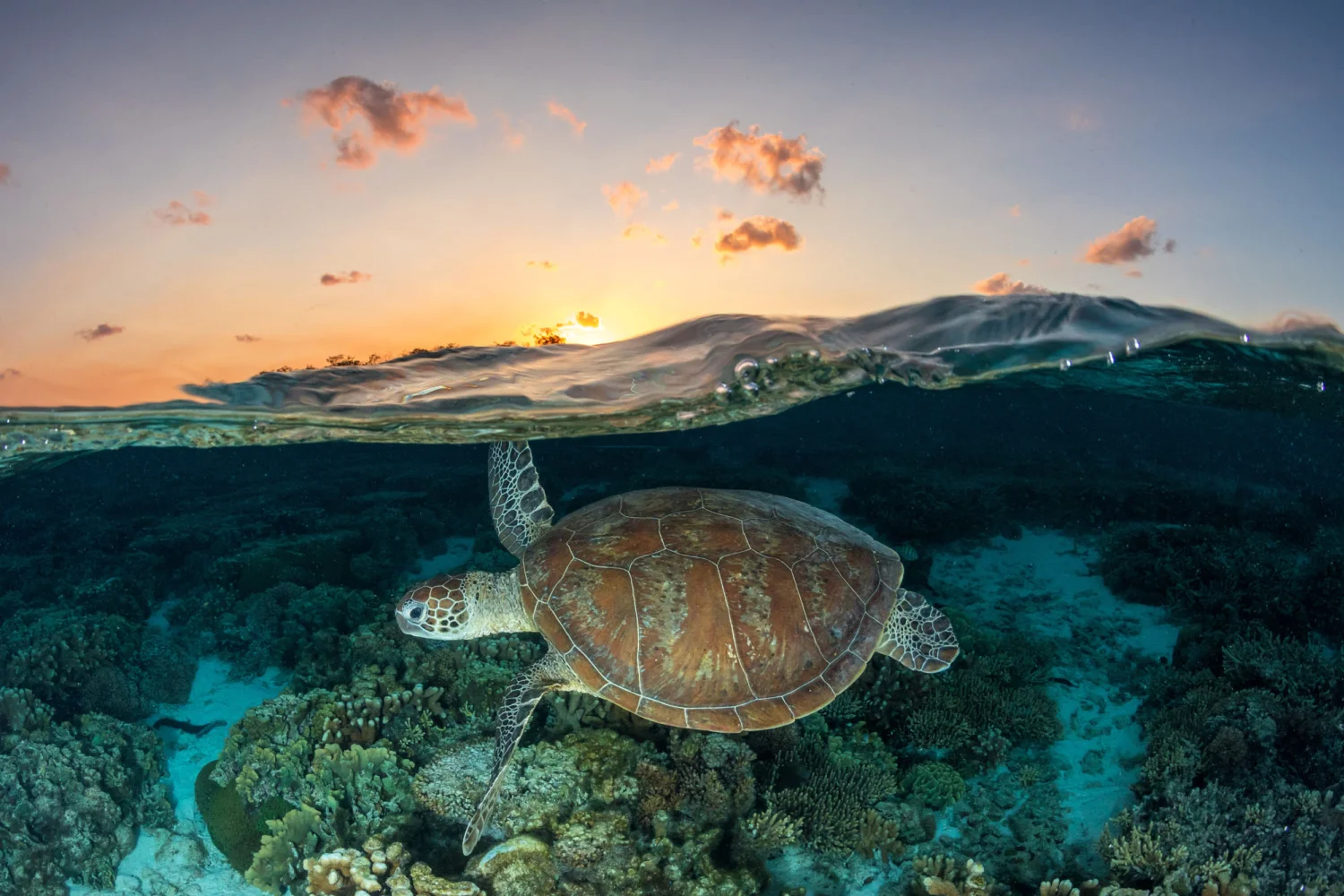 Wilson Island - Great Barrier Reef - Turtle in water - TEQ