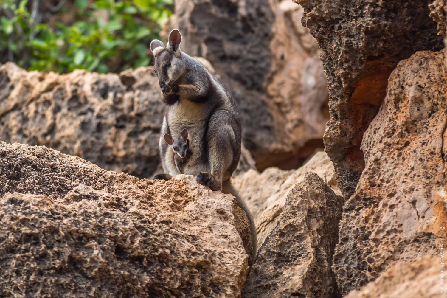 Yardie Creek - Rock Wallaby with joey - Cape Range Nationalpark