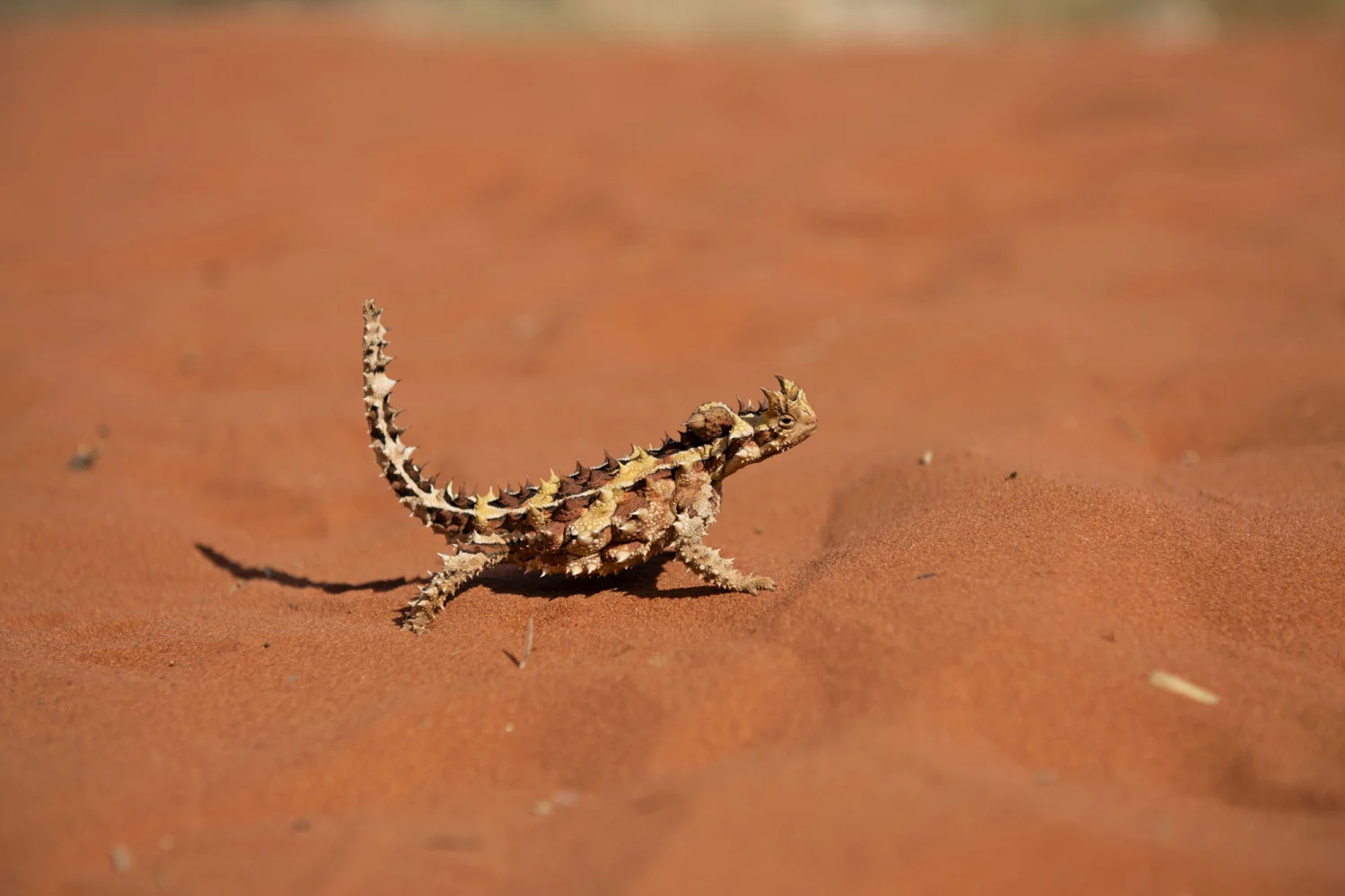 Thorny Devil Red Center