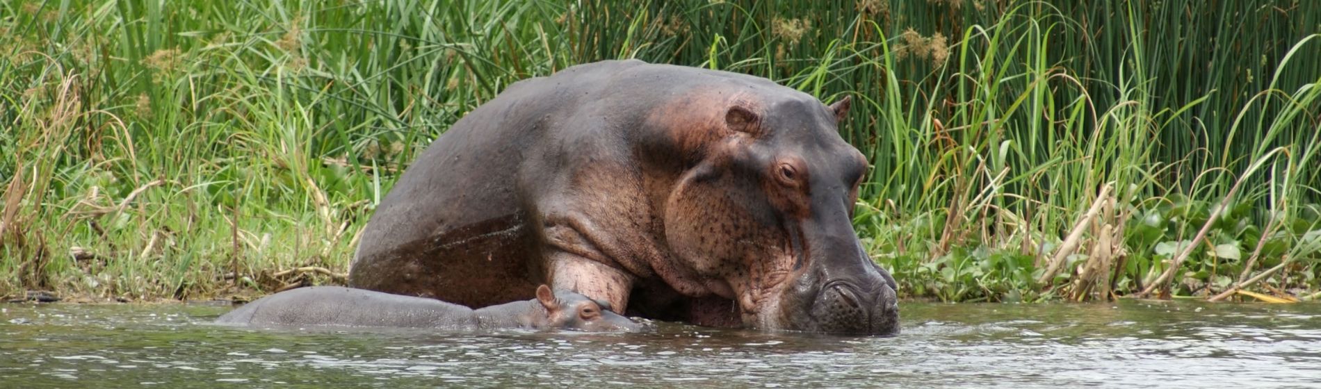 a_hippo_kuh_und_kalb_wasser_in_uganda_afrika.jpg