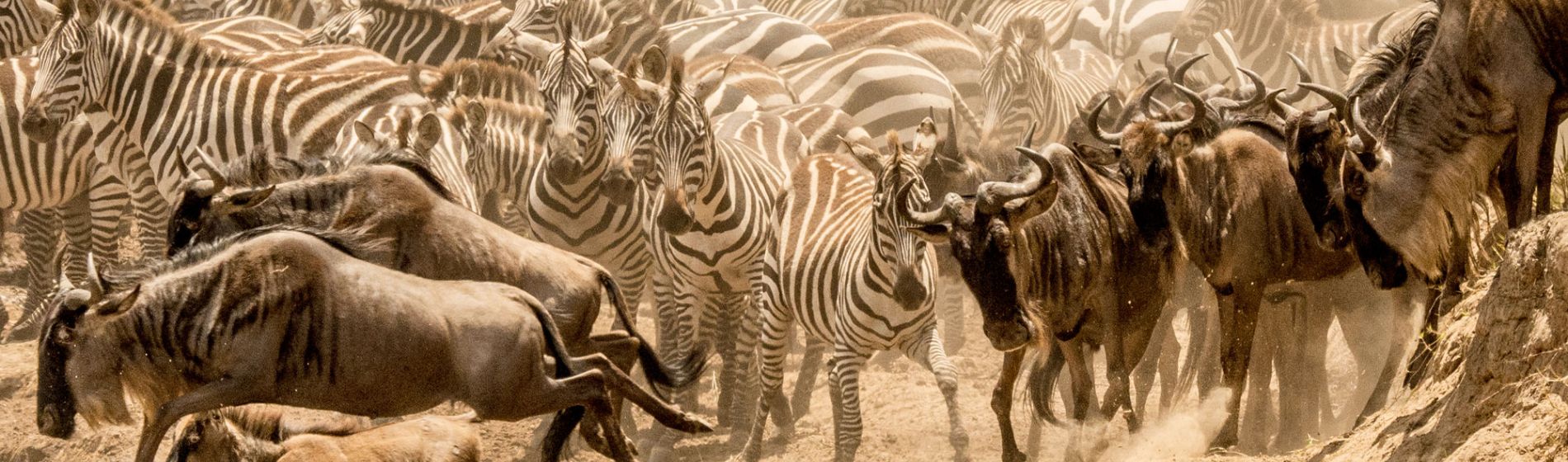 afrika_zebras_gnus_gm_3_aaron_clare.jpg