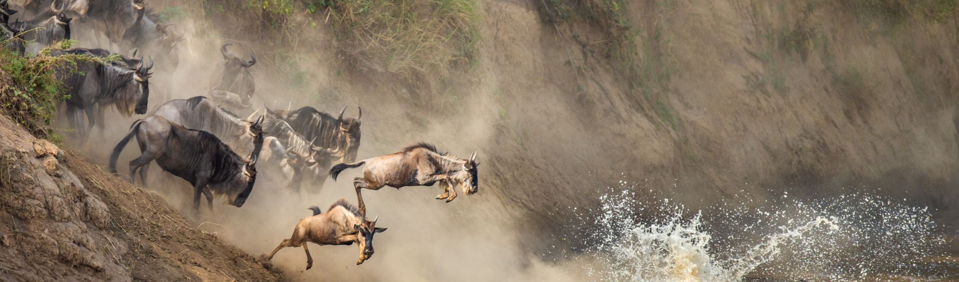 antelope.jpg