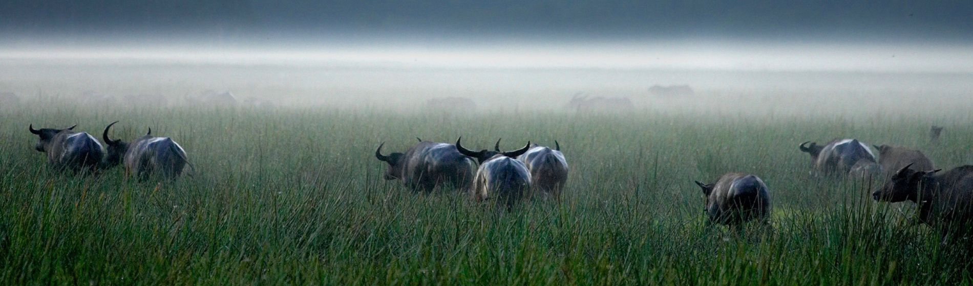 bamurru-plains_top-end_wetlands.jpg