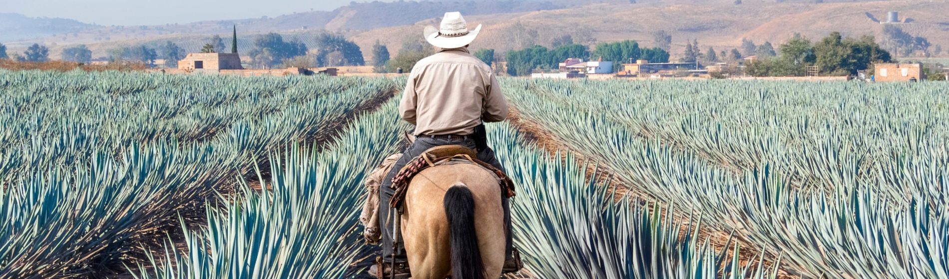 bauer_auf_seinem_pferd_spazieren_in_seinen_agave_samen.jpg