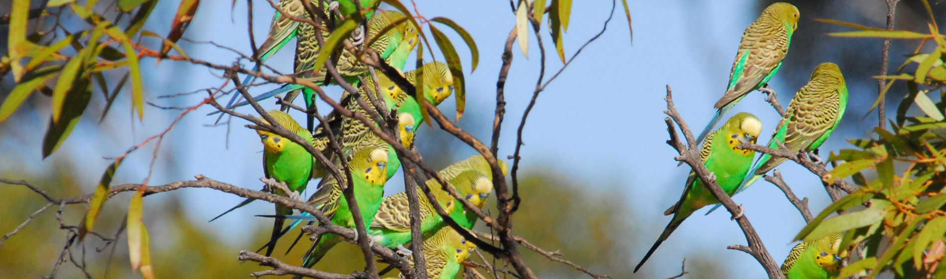 budgerigars-kangaluna-camp-geoff-scholz.jpg