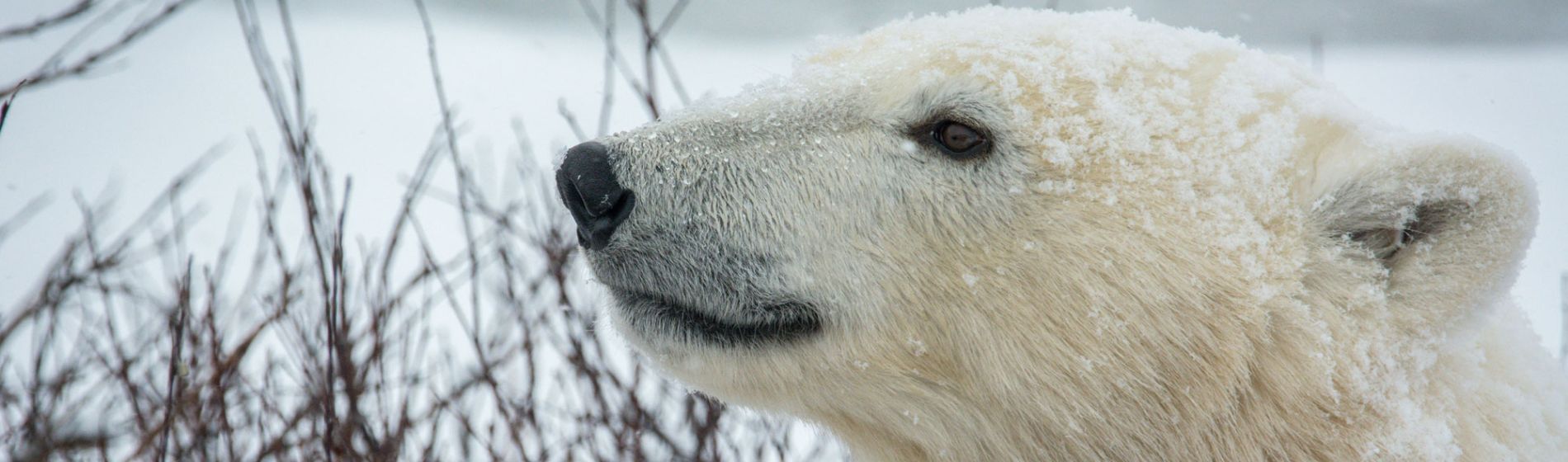 churchill_polar_bear1_aaron_clare.jpg