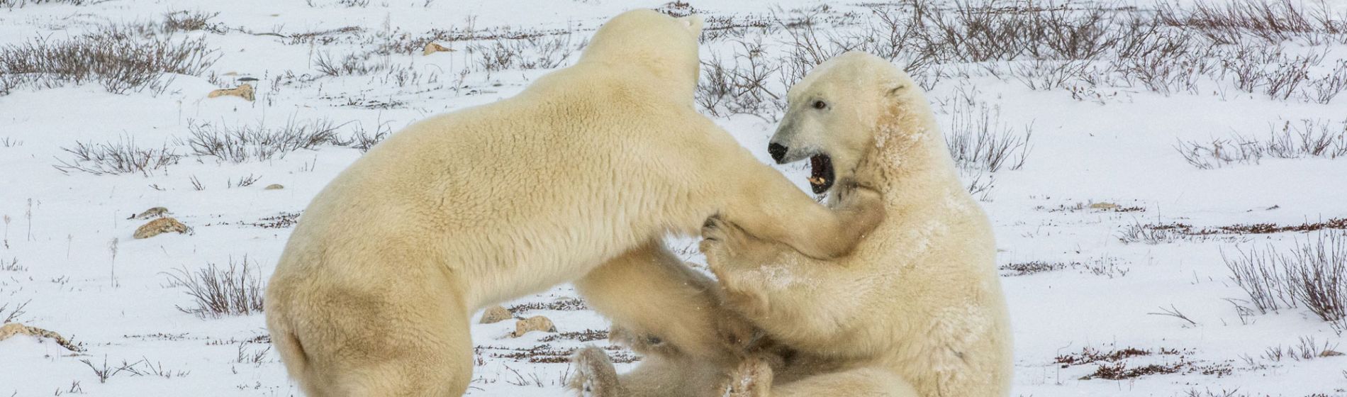 churchill_polar_bears_3_aaron_clare.jpg