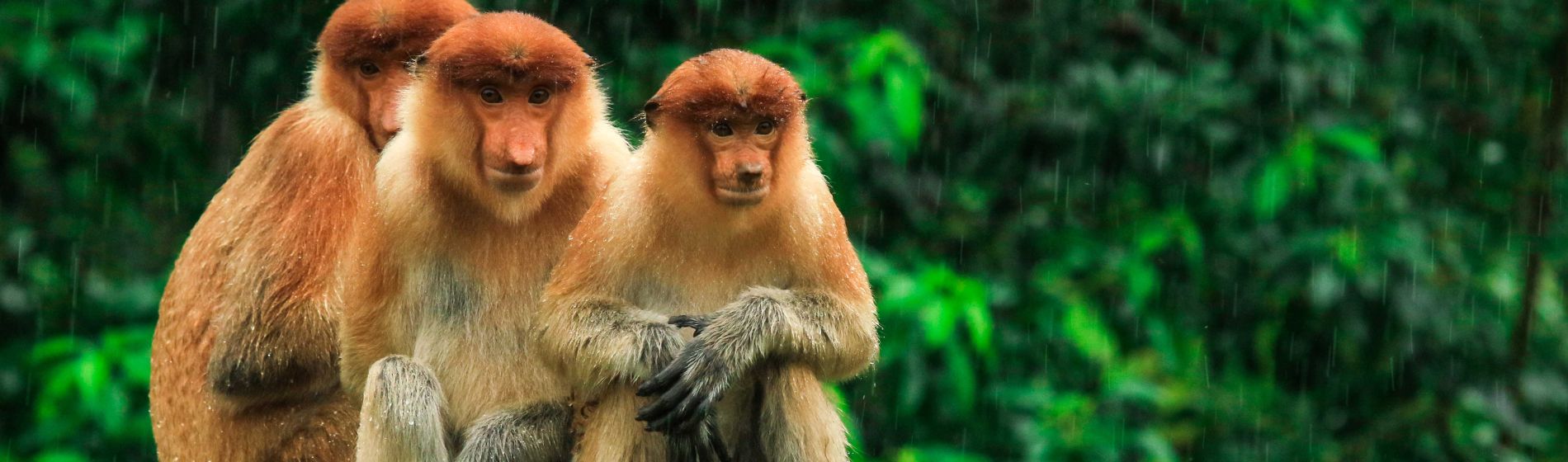 drei_versteckte_proboscis-affen_mit_blick_auf_die_baeume_borneo_malaysia.jpg