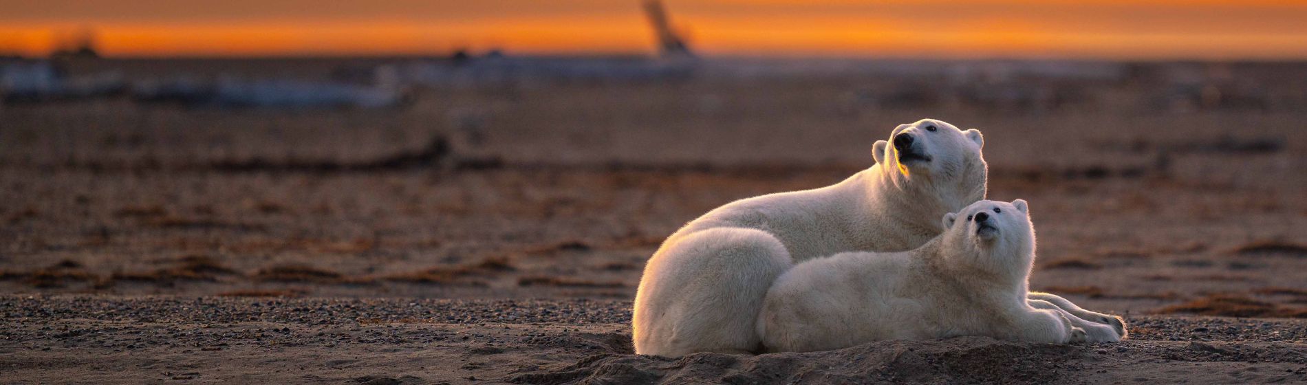 eisbaeren_in_kaktovik_alaska.jpg