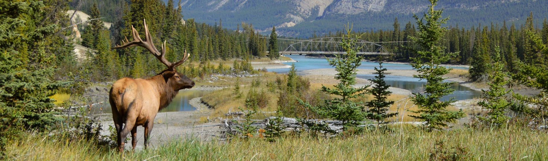 elk_in_jasper_national_park_alberta_kanada.jpg