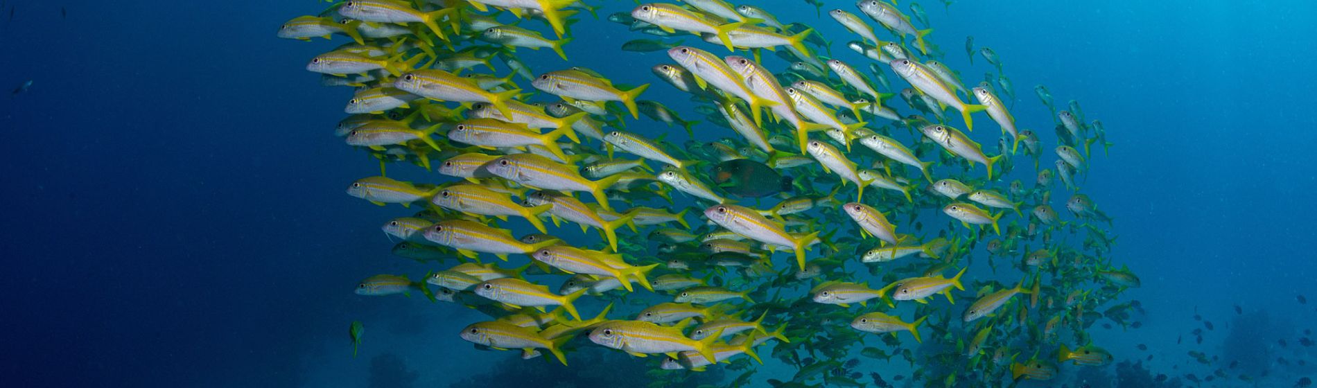 fiji_fish_and_reef.jpg