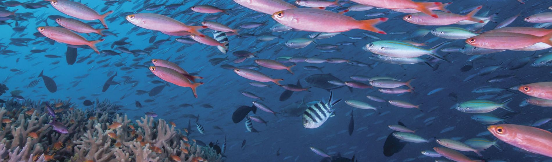 fiji_fish_and_reef_3.jpg