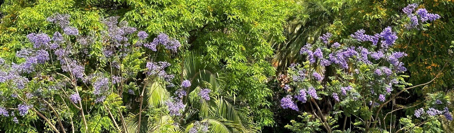 flora_and_fauna_jacaranda_tree_-_madeira_header.jpg