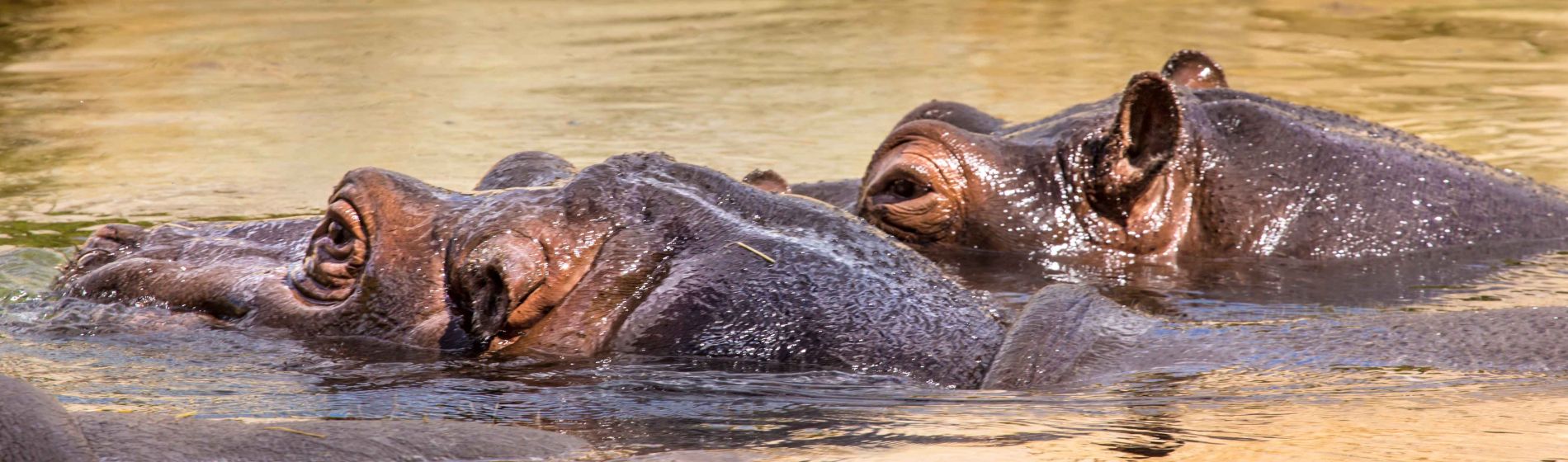 flusspferde_botswana.jpg