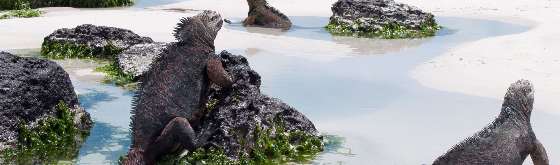 galapagos_marine_iguanas_an_einem_strand.jpg