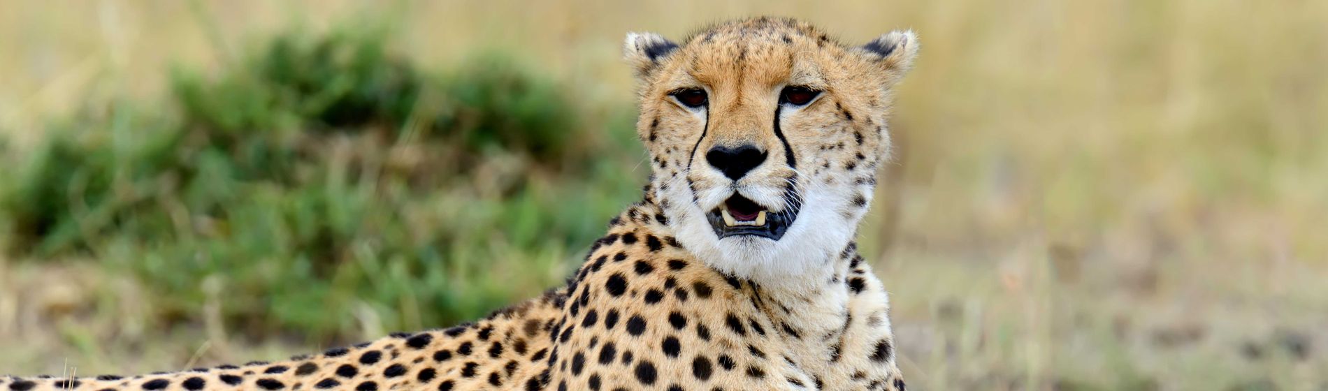 gepard_kenya_header.jpg