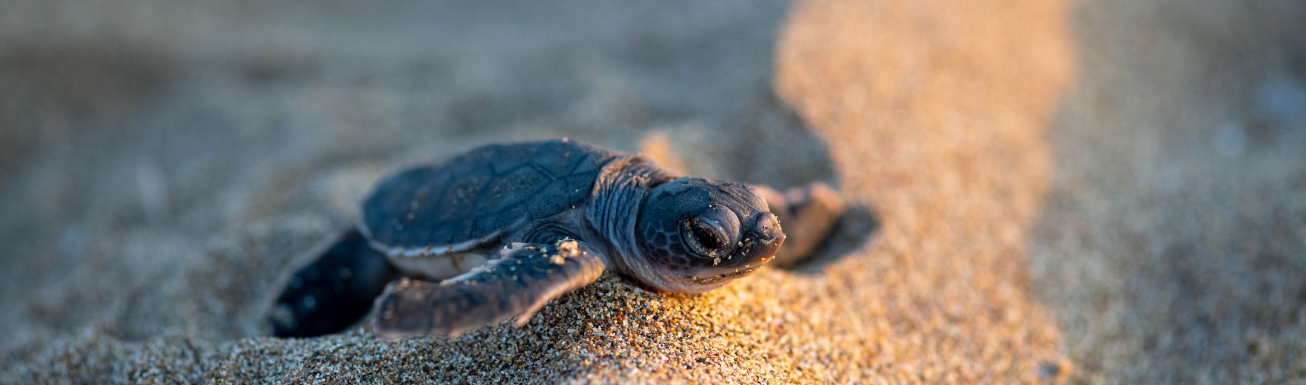 geschluepfte_schildkroete_am_lara_beach_zypern.jpg