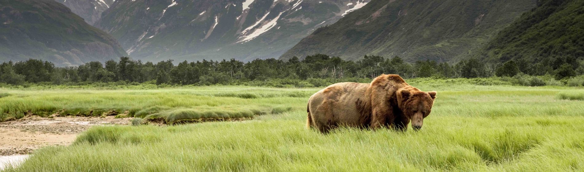 grizzly_baer_von_den_kuesten_von_alaska.jpg