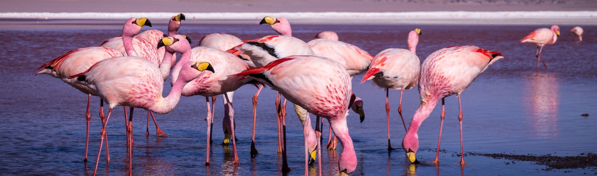 gruppe_rosafarbener_flamingos_im_bunten_wasser_von_laguna_colorada.jpg