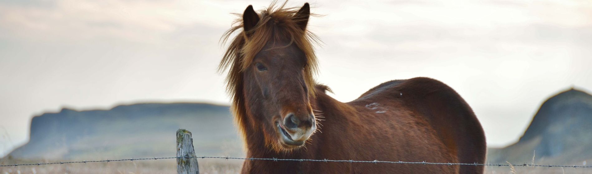 iceland_island_animalsk_-_header.jpg