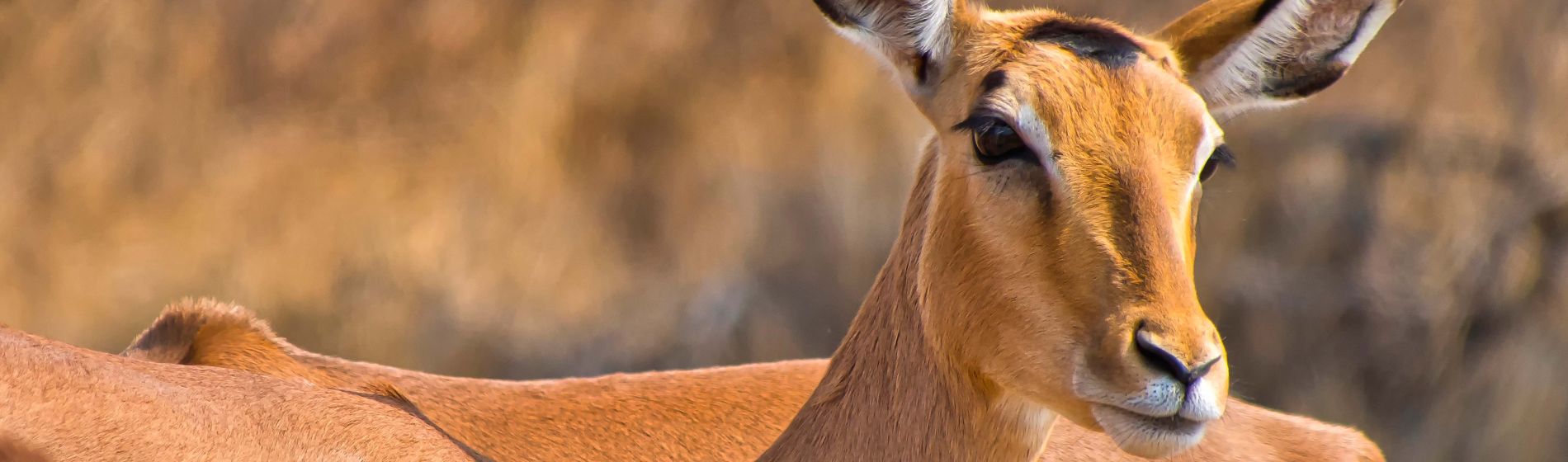 impala_botswana_1.jpg