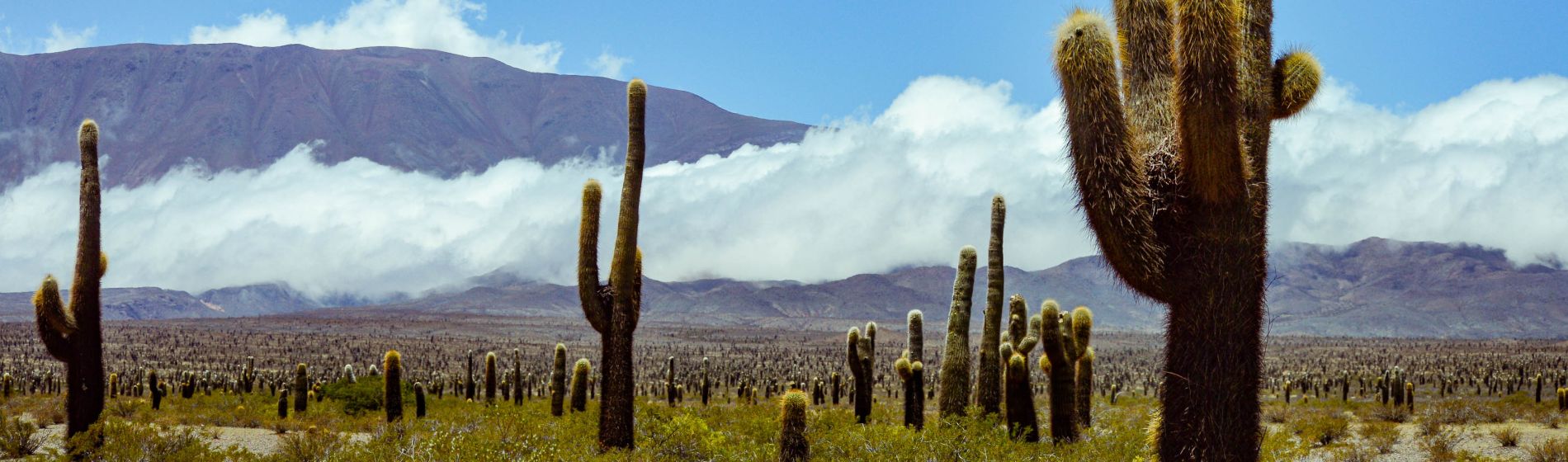 kakteen_und_berge_in_salta_argentinien.jpg