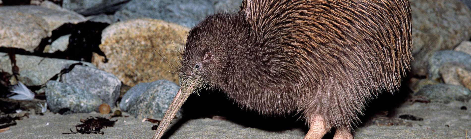 kiwi_-_stewart_island_-_southland_new_zealand_-_credit_great_south_6__1.jpg