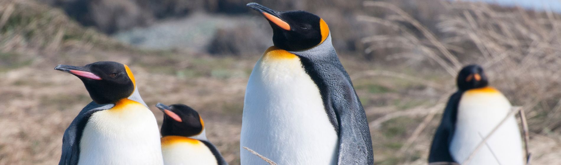 koenigspinguine_in_tierra_del_fuego_chile.jpg